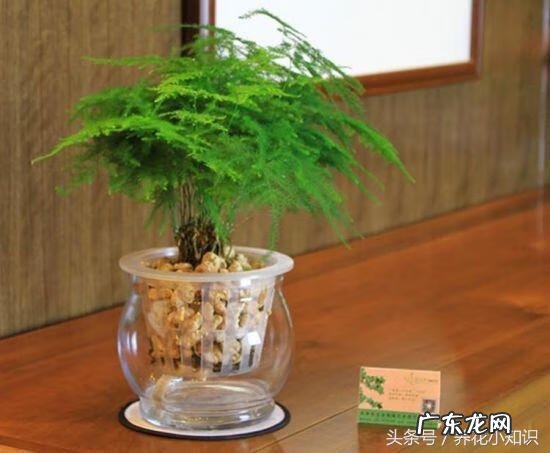 风水植物有哪些及作用 影响风水的植物