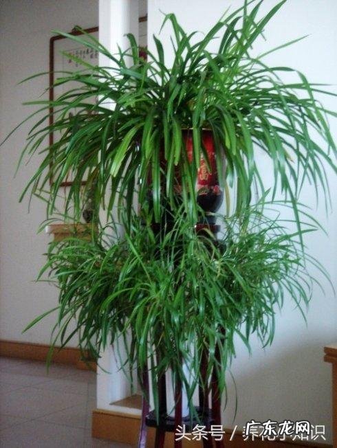 风水植物有哪些及作用 影响风水的植物