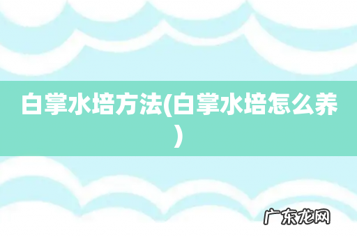 白掌水培怎么养 白掌水培方法