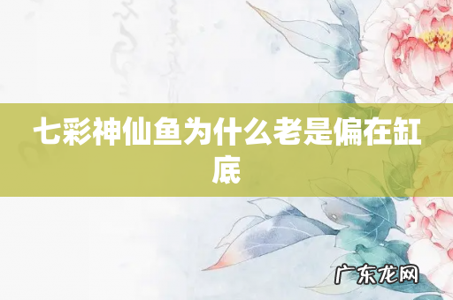 七彩神仙鱼为什么老是偏在缸底