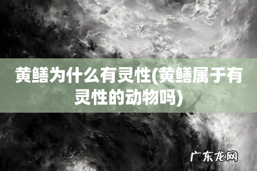黄鳝属于有灵性的动物吗 黄鳝为什么有灵性