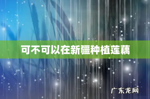 可不可以在新疆种植莲藕