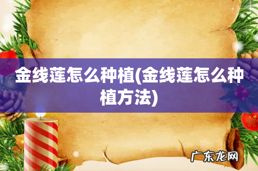 金线莲怎么种植方法 金线莲怎么种植