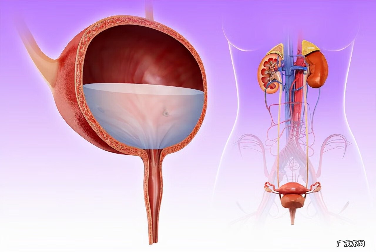 男性喝水后很快就尿的原因 大量喝水后很快就尿的原因