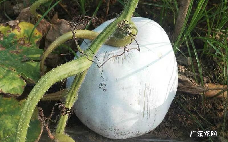 冬瓜风水说法 冬瓜长的好还是圆的好