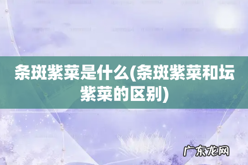 条斑紫菜和坛紫菜的区别 条斑紫菜是什么