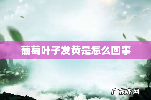 葡萄叶子发黄是怎么回事