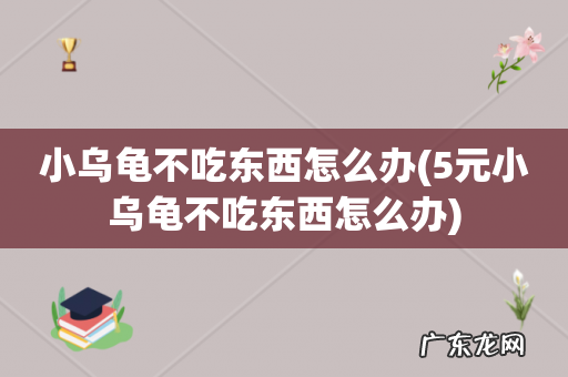5元小乌龟不吃东西怎么办 小乌龟不吃东西怎么办
