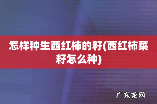 西红柿菜籽怎么种 怎样种生西红柿的籽