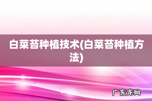 白菜苔种植方法 白菜苔种植技术