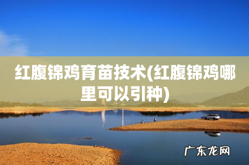 红腹锦鸡哪里可以引种 红腹锦鸡育苗技术