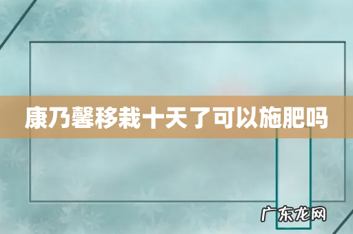 康乃馨移栽十天了可以施肥吗