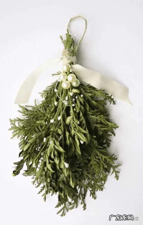 桑寄生和槲寄生有什么区别 桑寄生槲寄生是一种吗