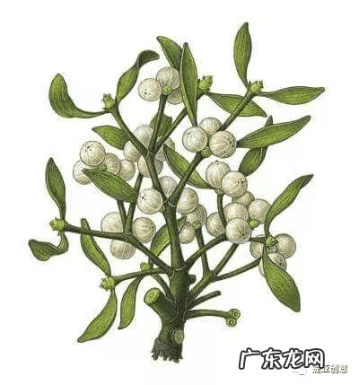 桑寄生和槲寄生有什么区别 桑寄生槲寄生是一种吗