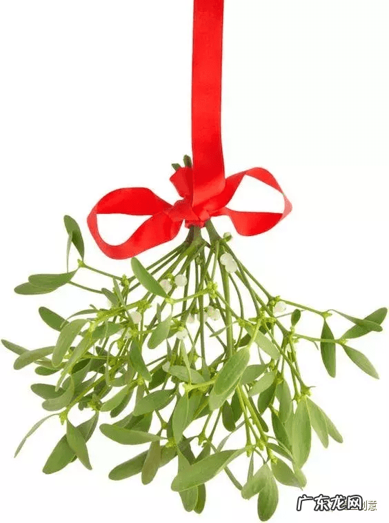 桑寄生和槲寄生有什么区别 桑寄生槲寄生是一种吗