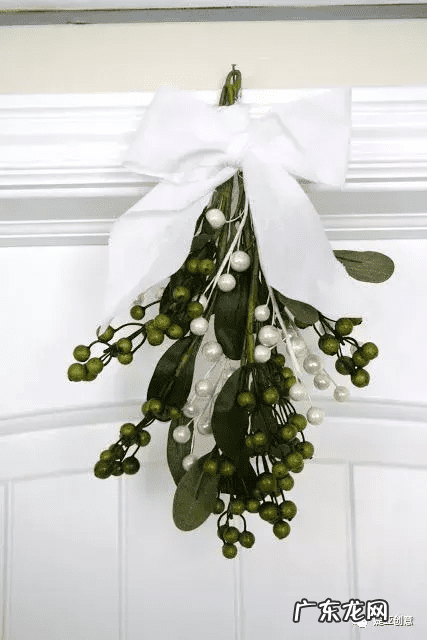 桑寄生和槲寄生有什么区别 桑寄生槲寄生是一种吗