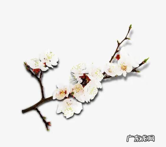 梅花三弄的寓意是什么 梅花三两枝什么意思