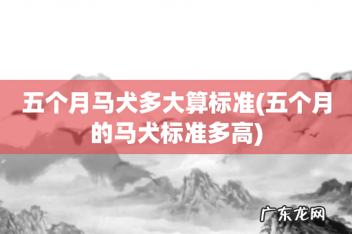 五个月的马犬标准多高 五个月马犬多大算标准