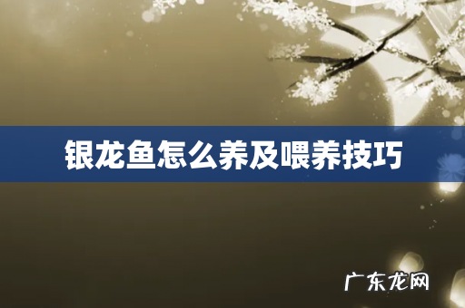 银龙鱼怎么养及喂养技巧