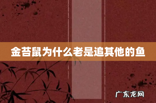 金苔鼠为什么老是追其他的鱼