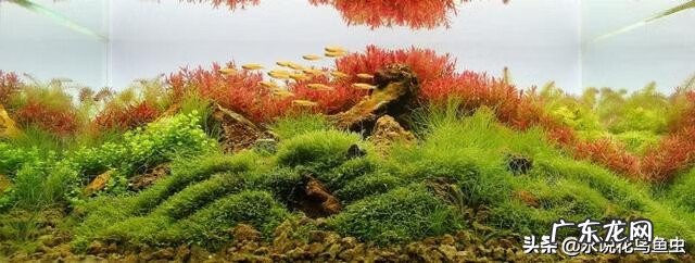 水草的养殖方法和注意事项 各种水草养殖方法