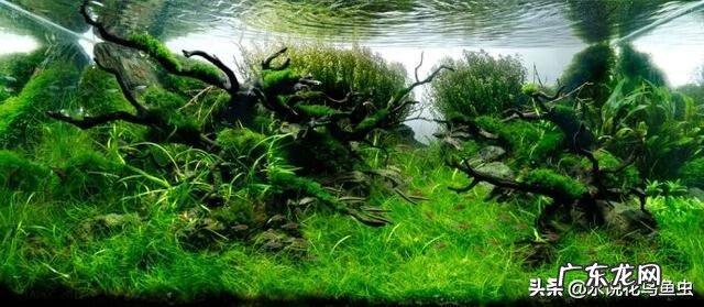 水草的养殖方法和注意事项 各种水草养殖方法