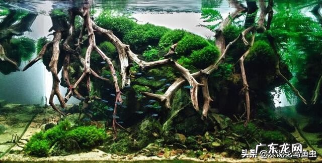 水草的养殖方法和注意事项 各种水草养殖方法