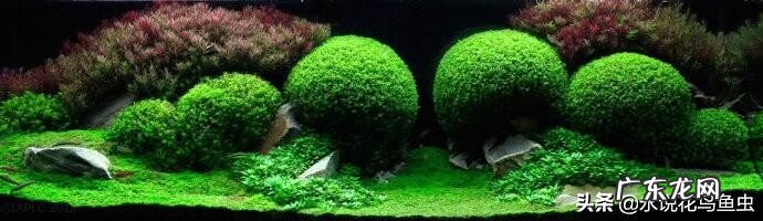 水草的养殖方法和注意事项 各种水草养殖方法