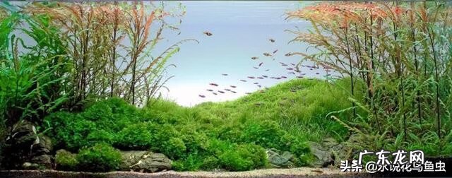 水草的养殖方法和注意事项 各种水草养殖方法