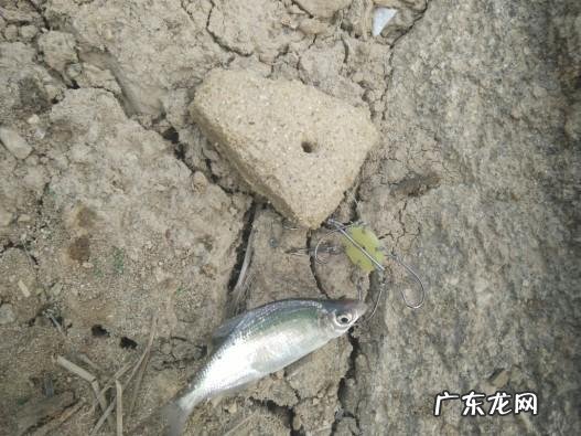 从来何处觅仙踪猜字谜 寻字觅踪谜底答案