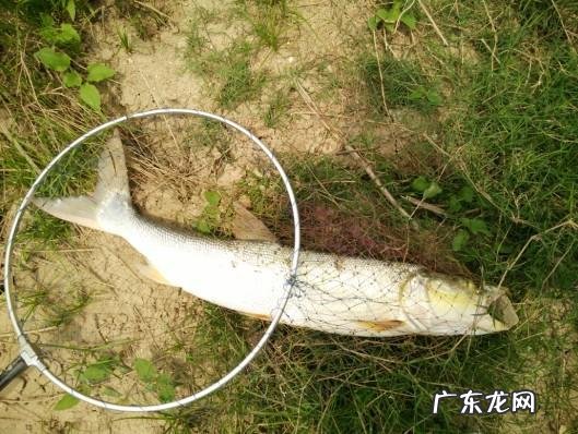 从来何处觅仙踪猜字谜 寻字觅踪谜底答案