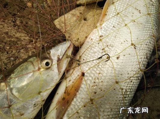 从来何处觅仙踪猜字谜 寻字觅踪谜底答案