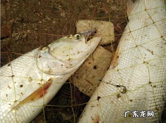 从来何处觅仙踪猜字谜 寻字觅踪谜底答案