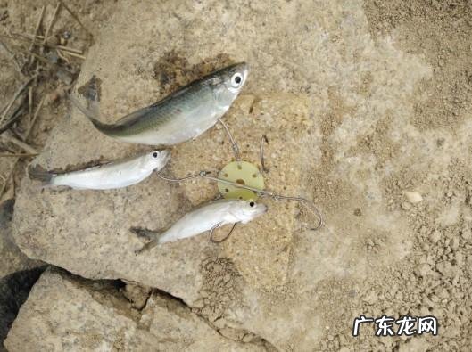 从来何处觅仙踪猜字谜 寻字觅踪谜底答案