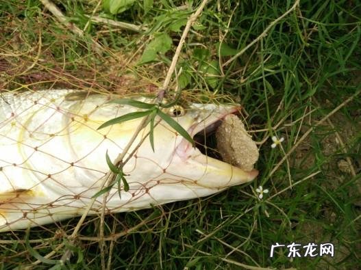 从来何处觅仙踪猜字谜 寻字觅踪谜底答案