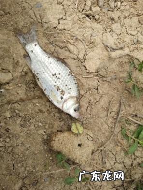 从来何处觅仙踪猜字谜 寻字觅踪谜底答案