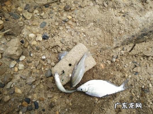 从来何处觅仙踪猜字谜 寻字觅踪谜底答案