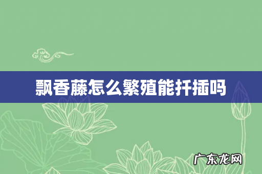 飘香藤怎么繁殖能扦插吗