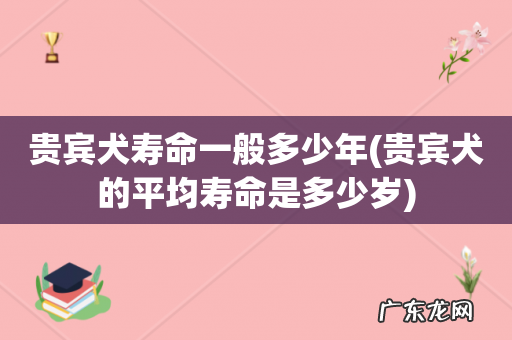 贵宾犬的平均寿命是多少岁 贵宾犬寿命一般多少年