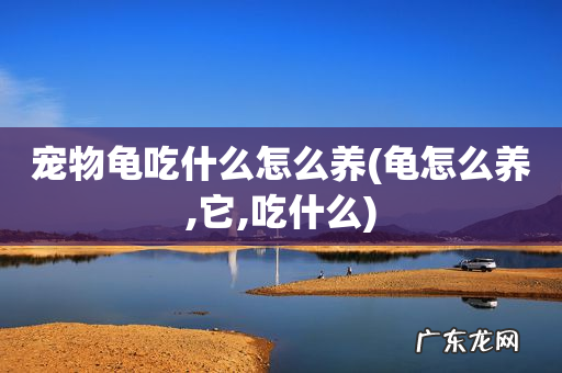 龟怎么养,它,吃什么 宠物龟吃什么怎么养