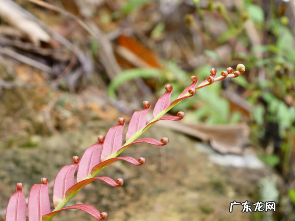 最好的风水宝地视频 佛子湾风水宝地