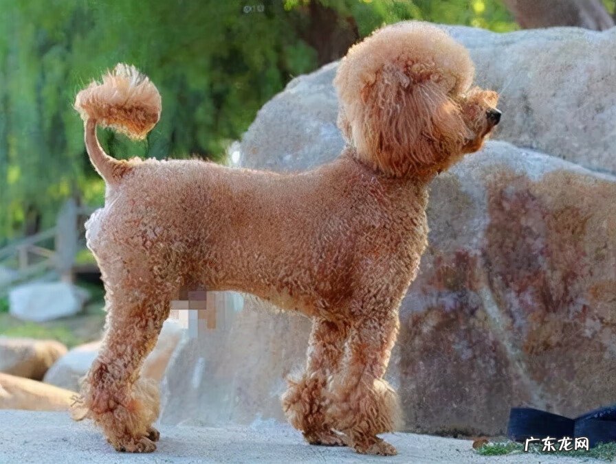 狗狗断尾的坏处 断尾的狗狗风水