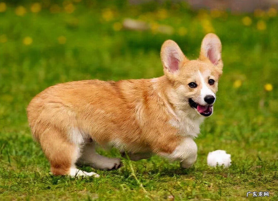 狗狗断尾的坏处 断尾的狗狗风水