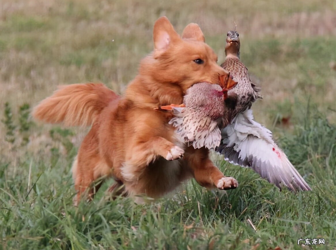 狗狗断尾的坏处 断尾的狗狗风水