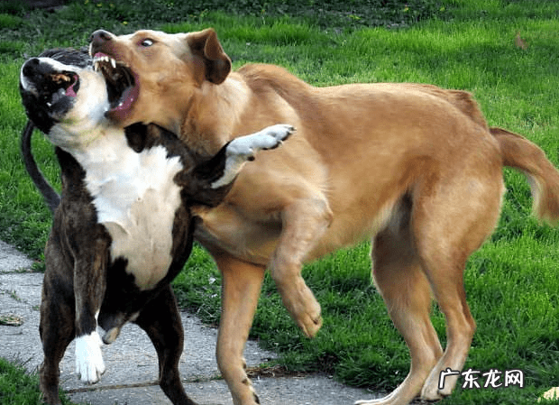 狗狗断尾的坏处 断尾的狗狗风水