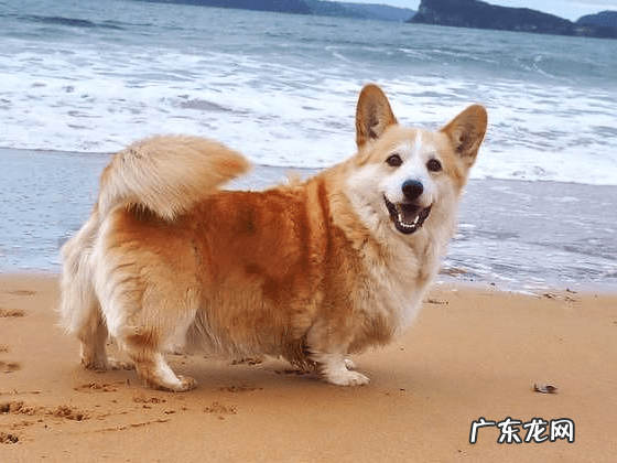 狗狗断尾的坏处 断尾的狗狗风水