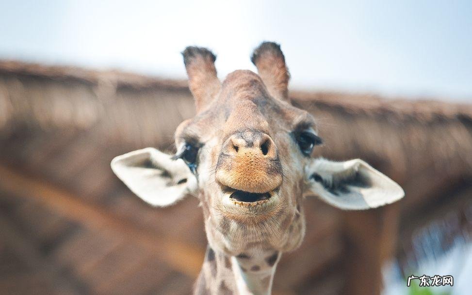 摩尔庄园毛毛菇菜谱研究 摩尔庄园毛毛菇炒蛋怎么做?