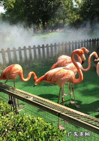 摩尔庄园毛毛菇菜谱研究 摩尔庄园毛毛菇炒蛋怎么做?