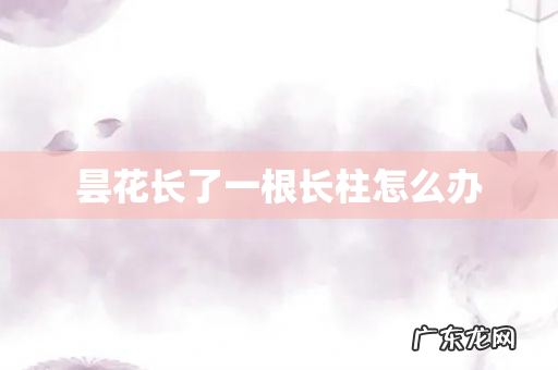 昙花长了一根长柱怎么办