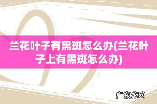 兰花叶子上有黑斑怎么办 兰花叶子有黑斑怎么办